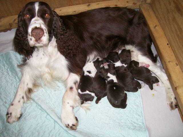 Annika's litter born March 28, 2013. 3 boys and 2 girls, all Liver & White